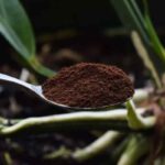 Perché i giardinieri spargono caffè macinato sotto i limoni? La risposta che non ti aspetti