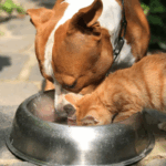 Carne cotta per cani e gatti: l’errore comune che mette a rischio la salute degli animali (ecco perchè)